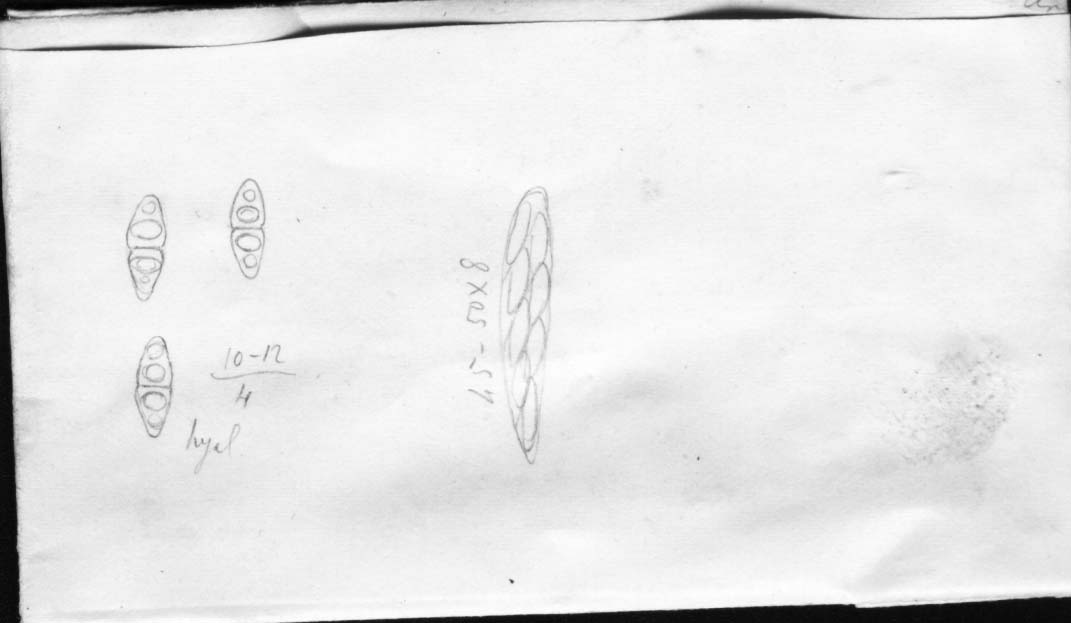 dibujo de Diaporthe amaranthi Speg.