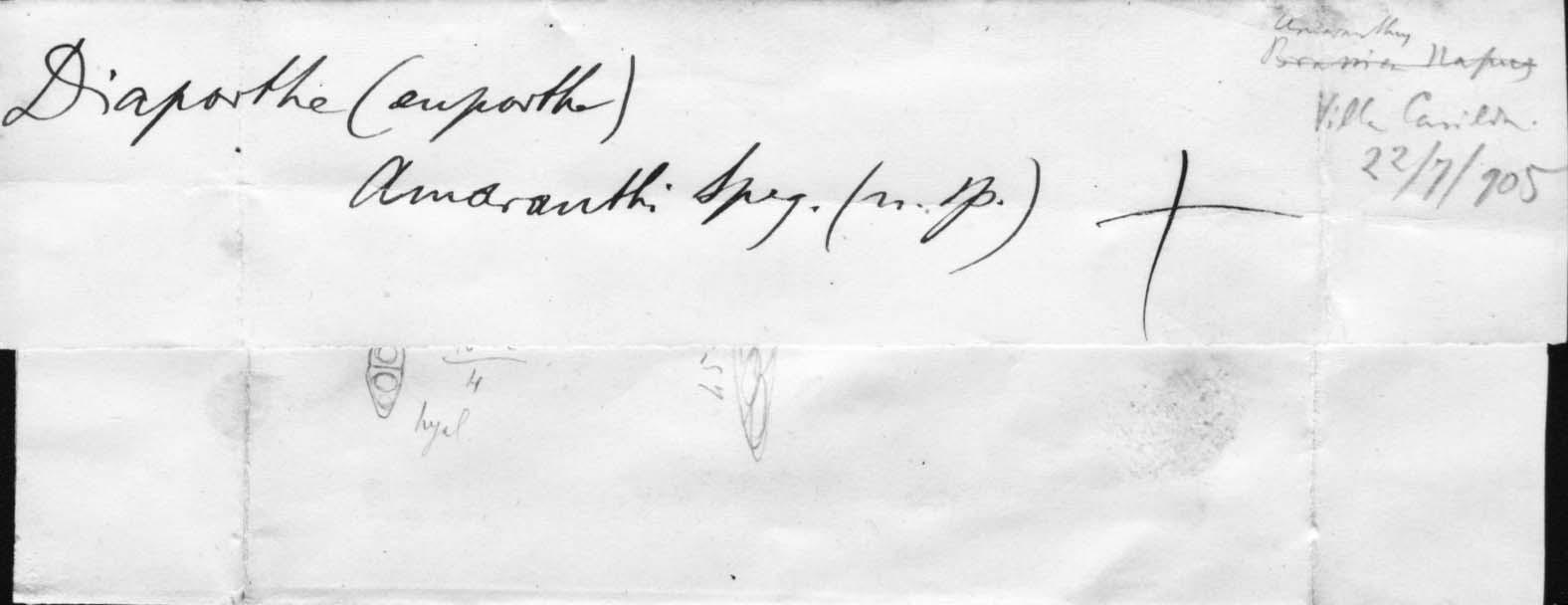 dibujo de Diaporthe amaranthi Speg.