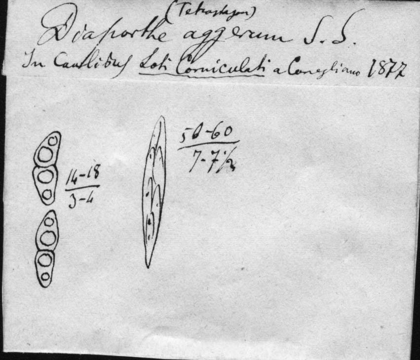 dibujo de Diaporthe aggerum Sacc. & Speg.