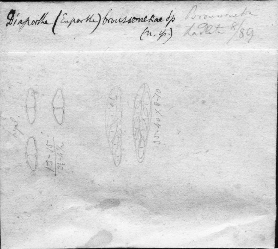 dibujo de Diaporthe broussonetiae Speg.