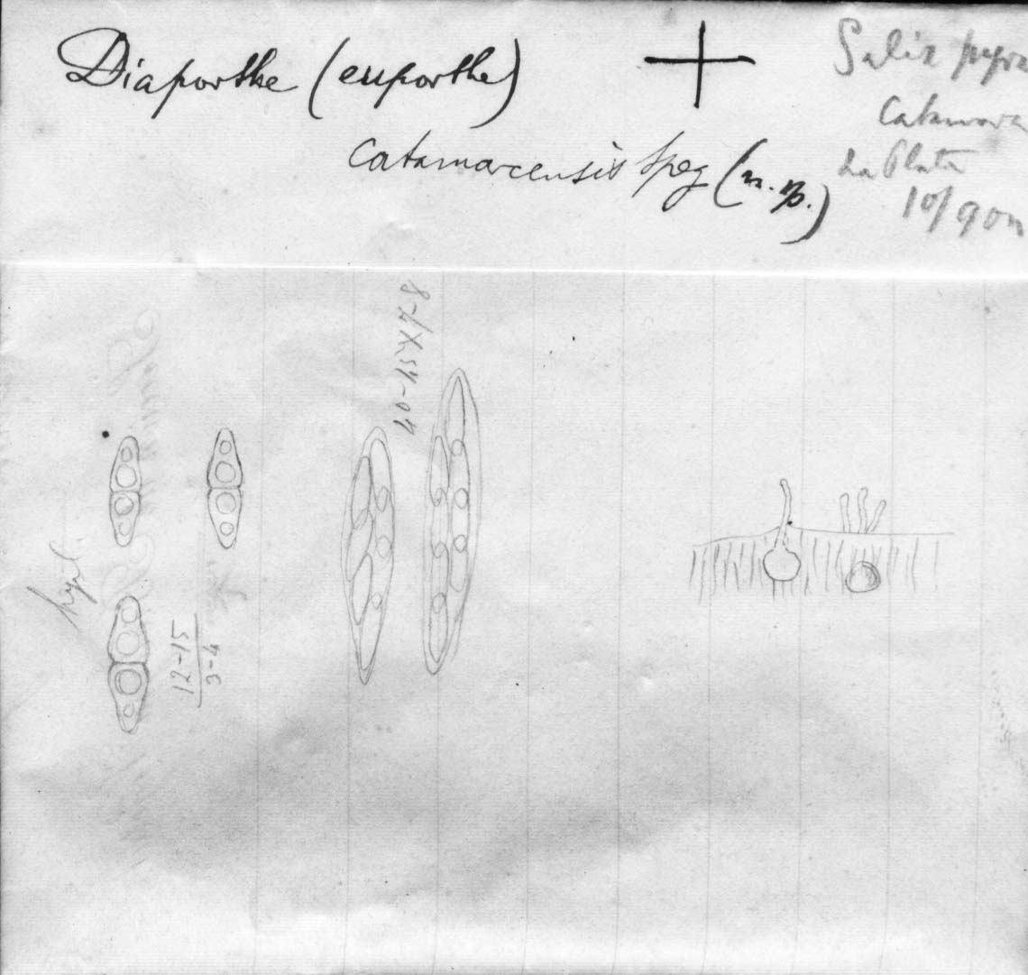 dibujo de Diaporthe catamarcensis Speg.
