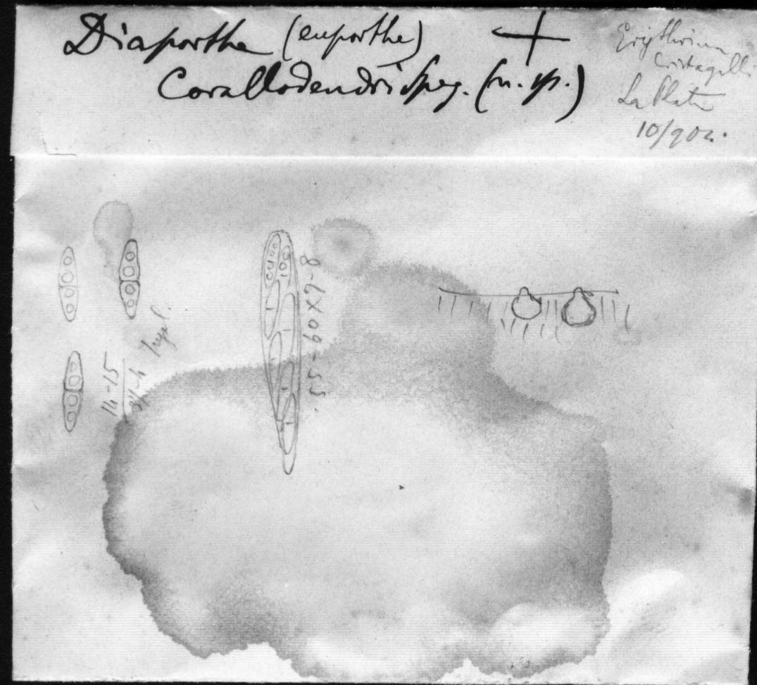 dibujo de Diaporthe corallodendri Speg.