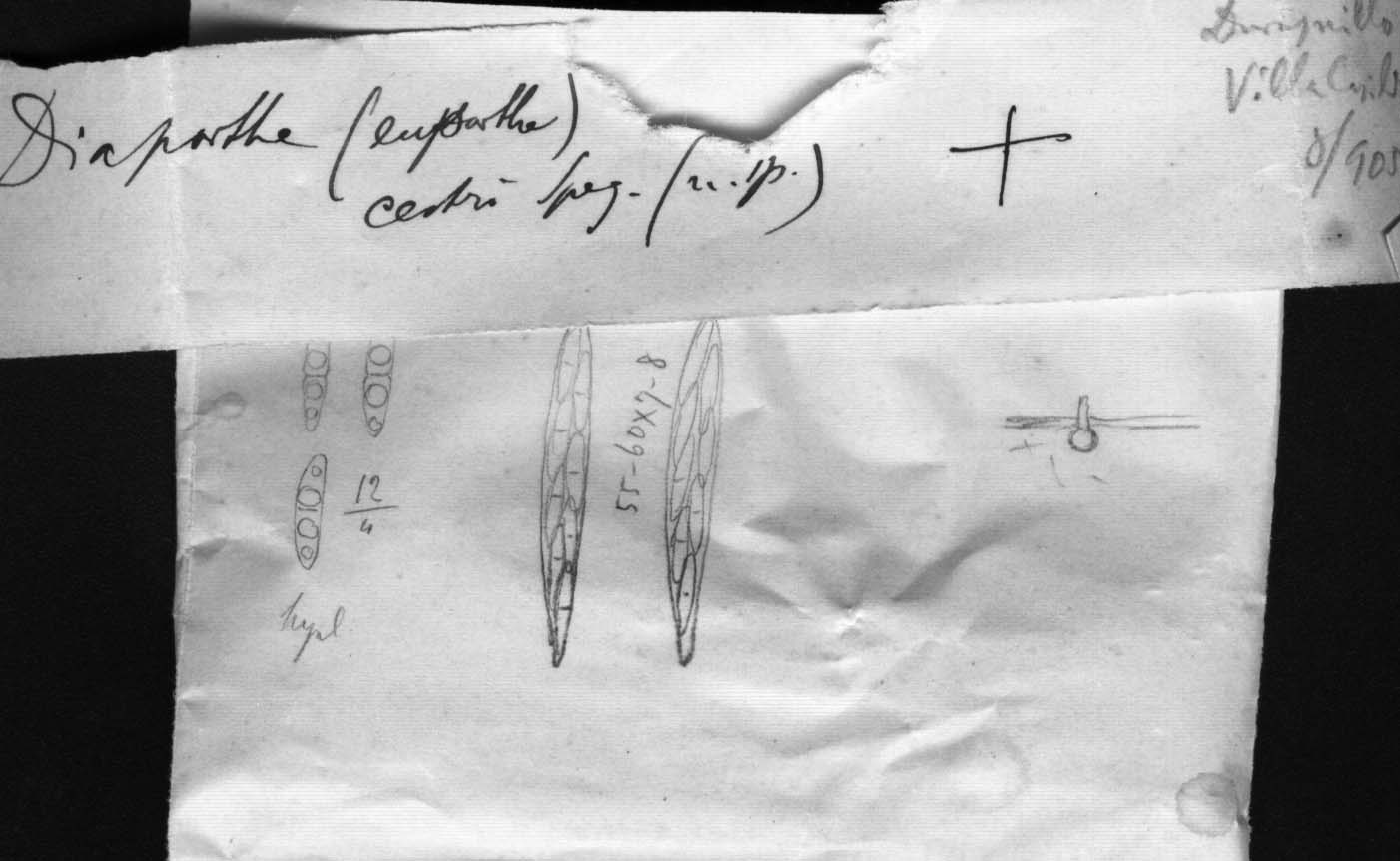 dibujo de Diaporthe cestri Speg.