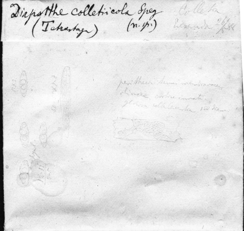 dibujo de Diaporthe colletiicola Speg.