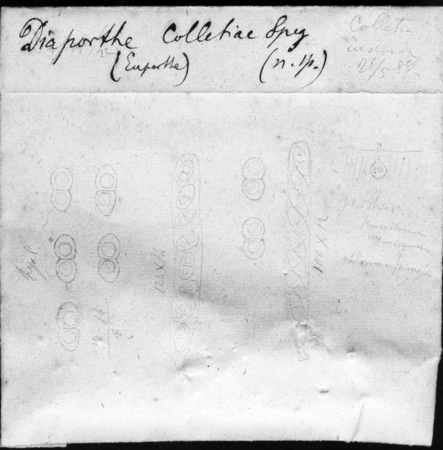dibujo de Diaporthe colletiae Speg.