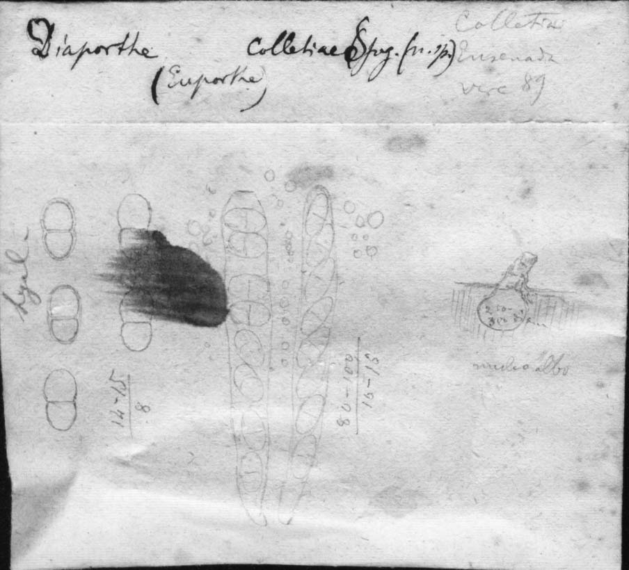 dibujo de Diaporthe colletiae Speg.