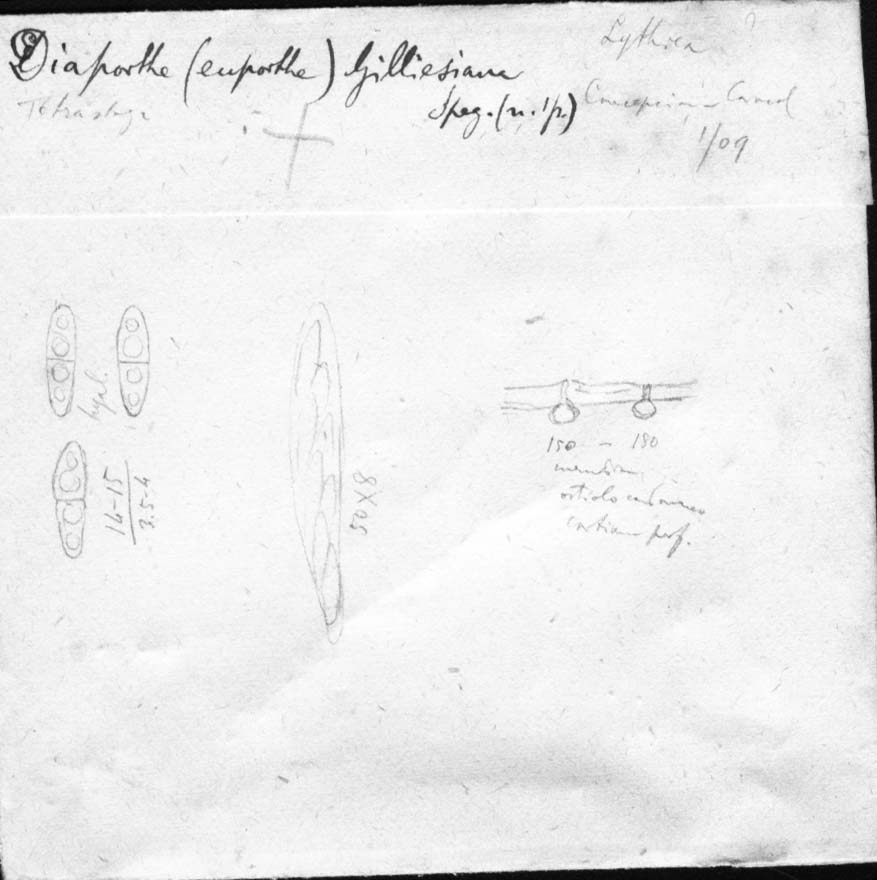dibujo de Diaporthe gilliesiana Speg.