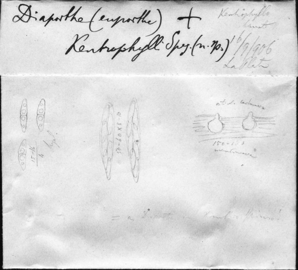 dibujo de Diaporthe centrophylli Speg.