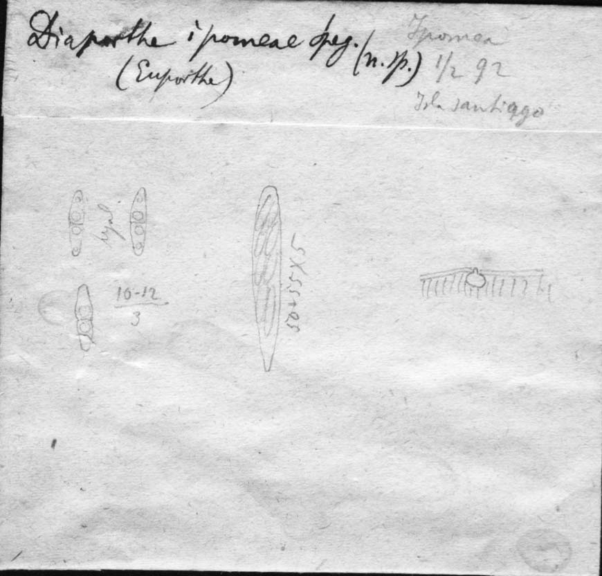 dibujo de Diaporthe ipomoeae Speg.