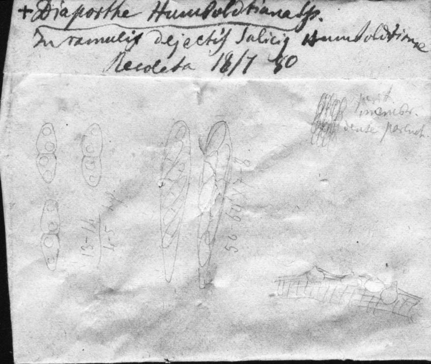 dibujo de Diaporthe humboldtiana Speg.