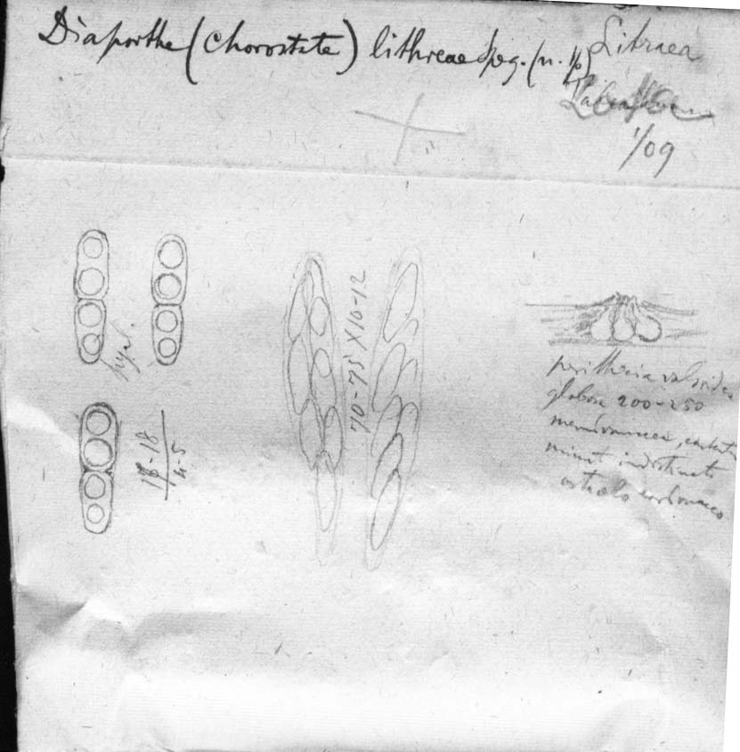dibujo de Diaporthe lithraeae Speg.