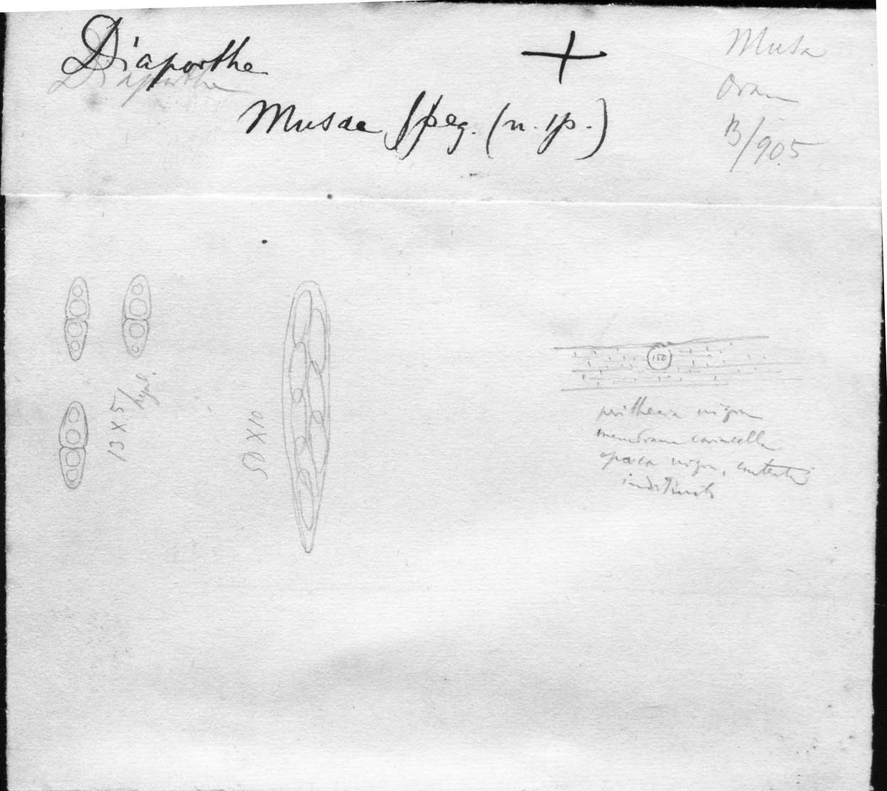 dibujo de Diaporthe musae Speg.