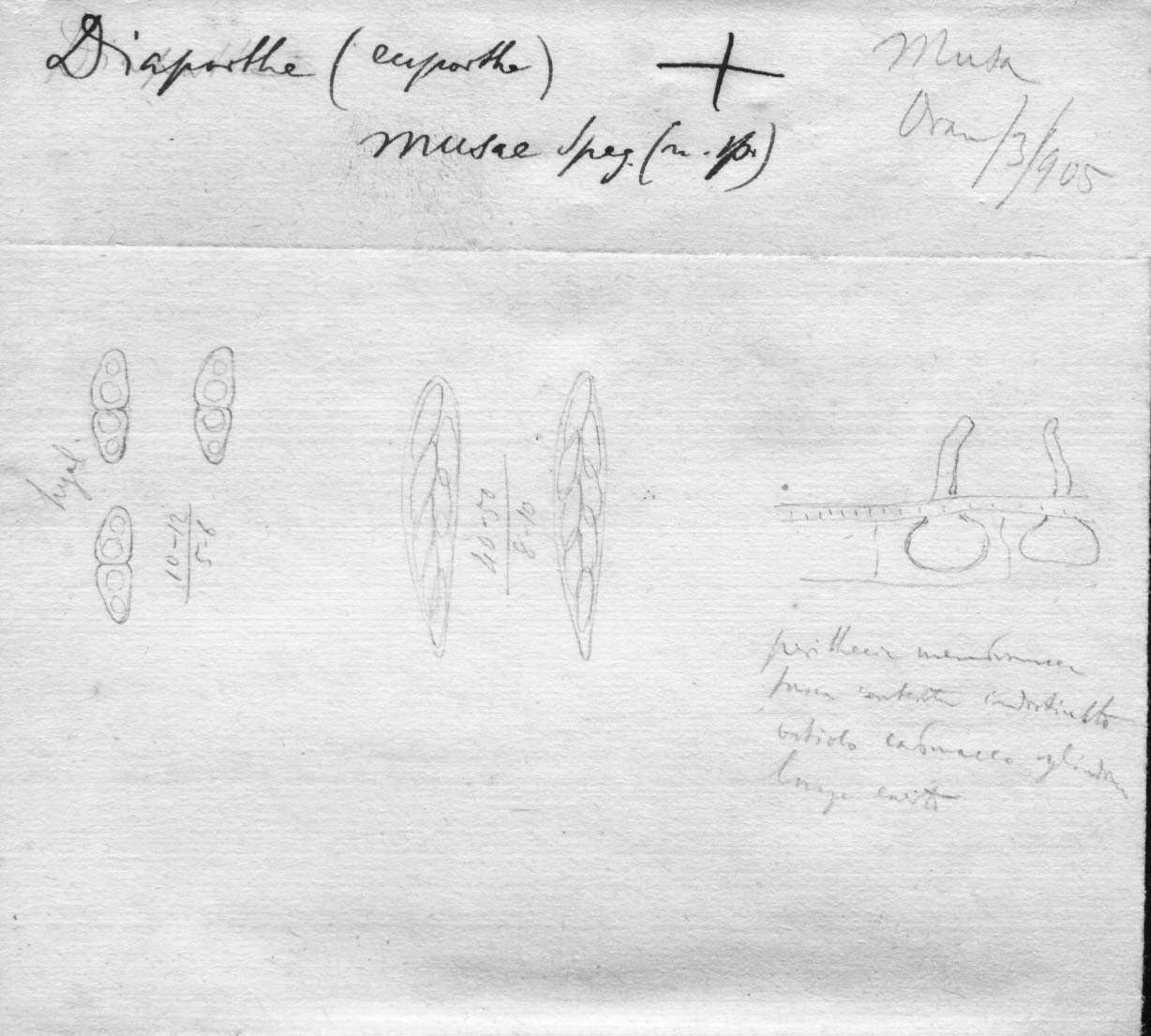 dibujo de Diaporthe musae Speg.