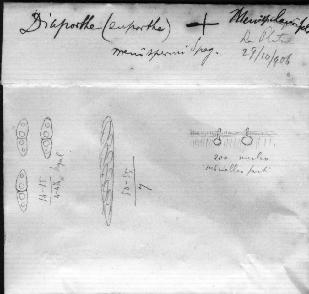 dibujo de Diaporthe menispermi Speg.