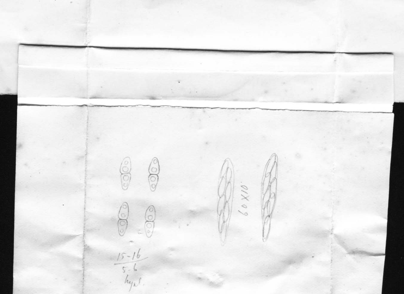 dibujo de Diaporthe maclurae Speg.