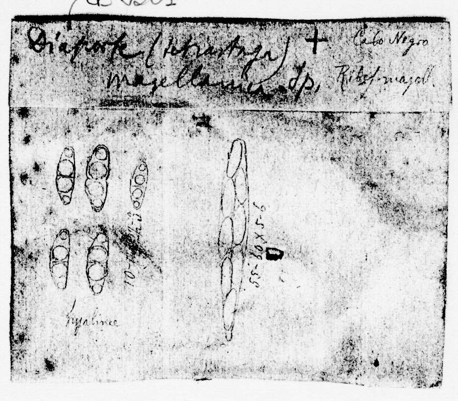 dibujo de Diaporthe magellanica Speg.