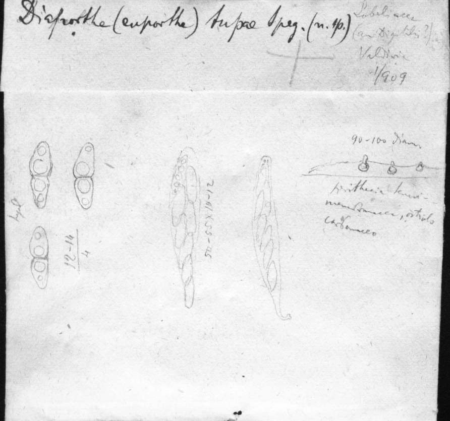 dibujo de Diaporthe tupae Speg.