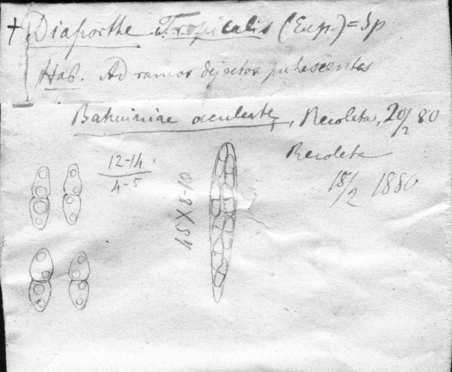 dibujo de Diaporthe tropicalis Speg.