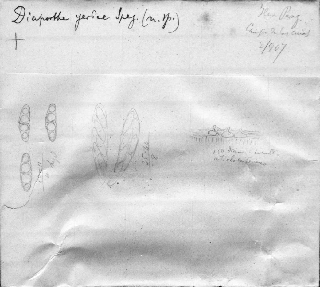 dibujo de Diaporthe yerbae Speg.