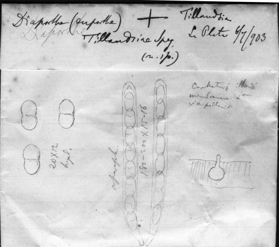 dibujo de Diaporthe tillandsiae Speg.