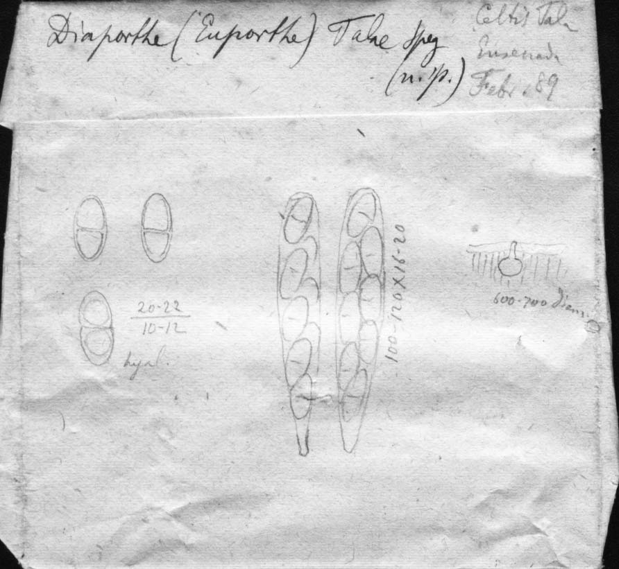 dibujo de Diaporthe talae Speg.