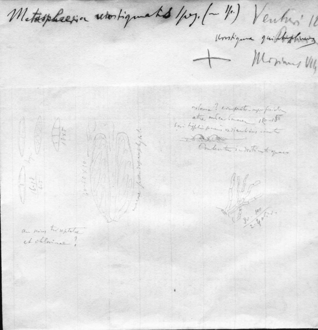 dibujo de Metasphaeria urostigmatis Speg.