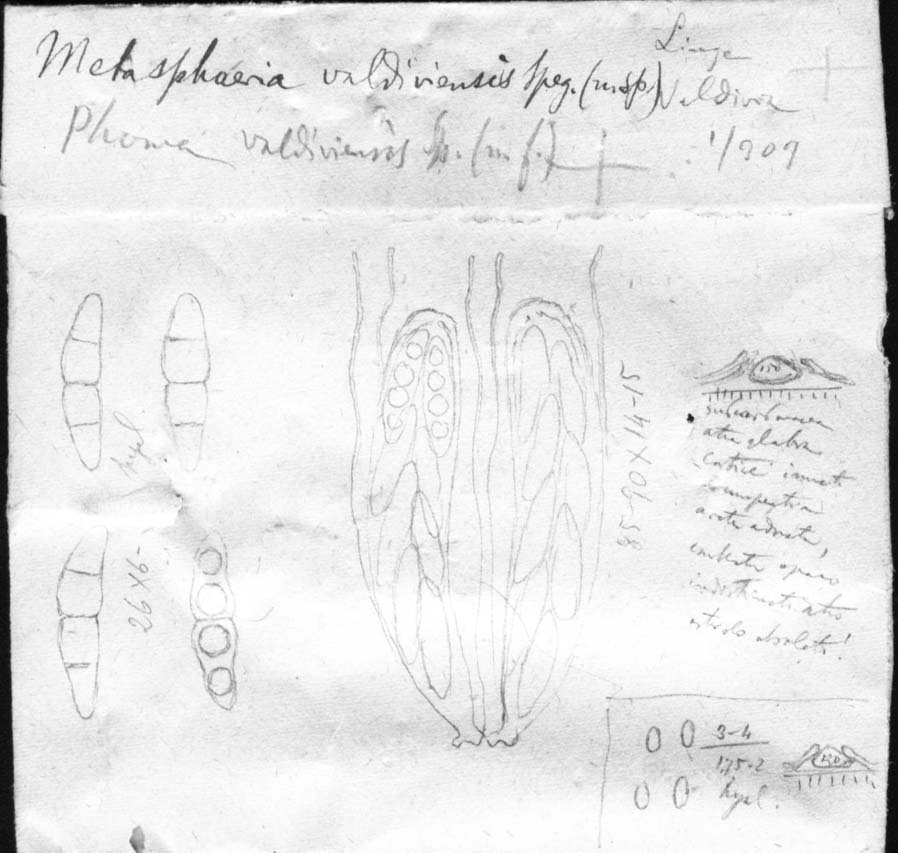 dibujo de Metasphaeria valdiviensis Speg.