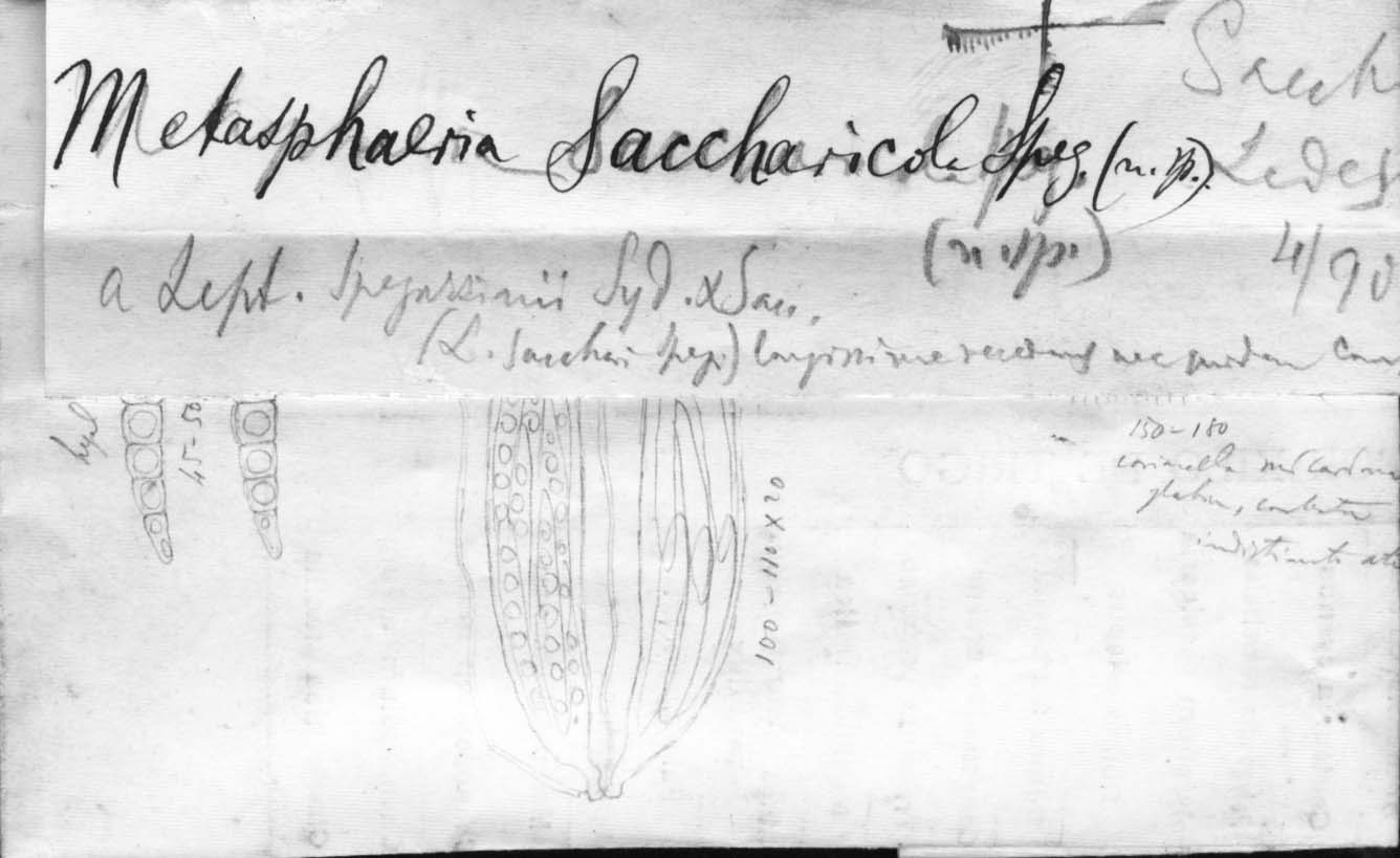 dibujo de Metasphaeria saccharicola Speg.