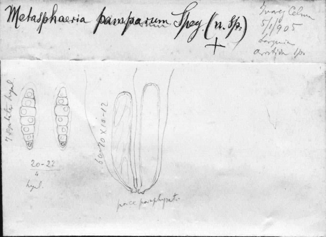 dibujo de Metasphaeria pamparum Speg.