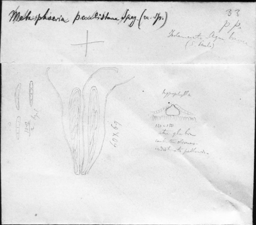 dibujo de Metasphaeria paulistana Speg.
