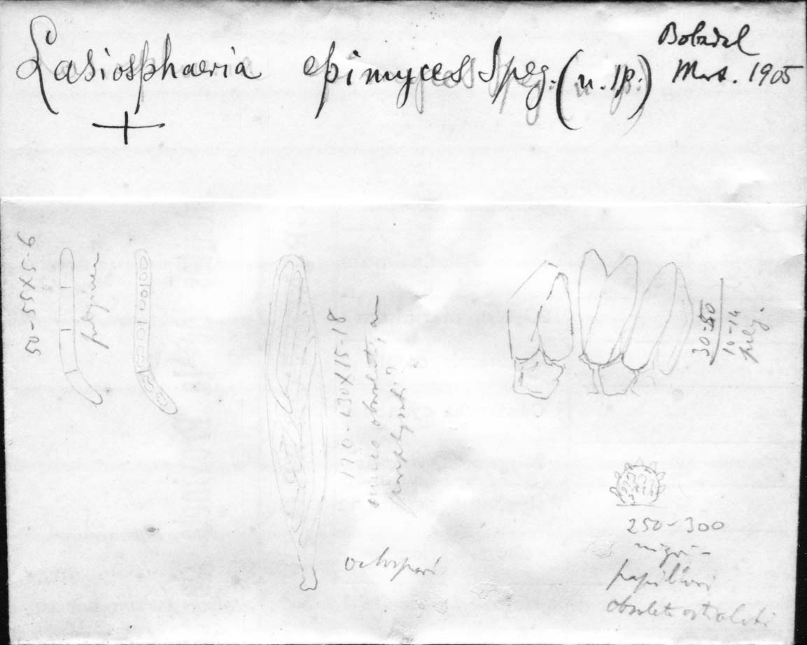 dibujo de Lasiosphaeria epimyces Speg.