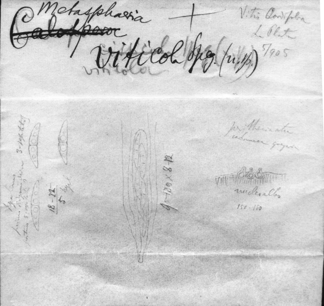 dibujo de Metasphaeria viticola Speg.