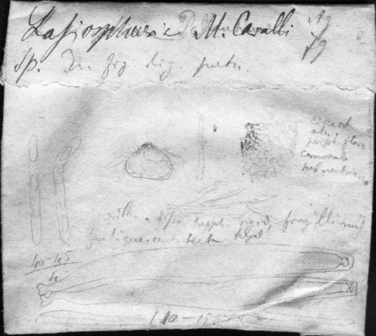 dibujo de Lasiosphaeria montis-caballi Speg.