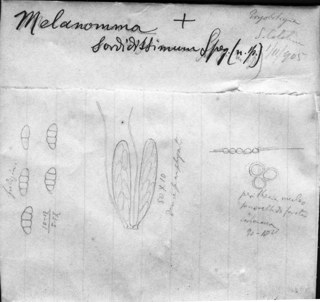 dibujo de Melanomma sordidissimum Speg.