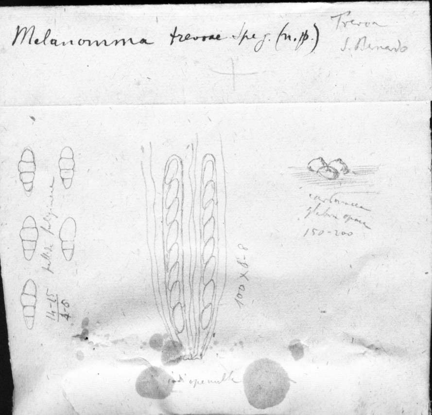 dibujo de Melanomma trevoae Speg.