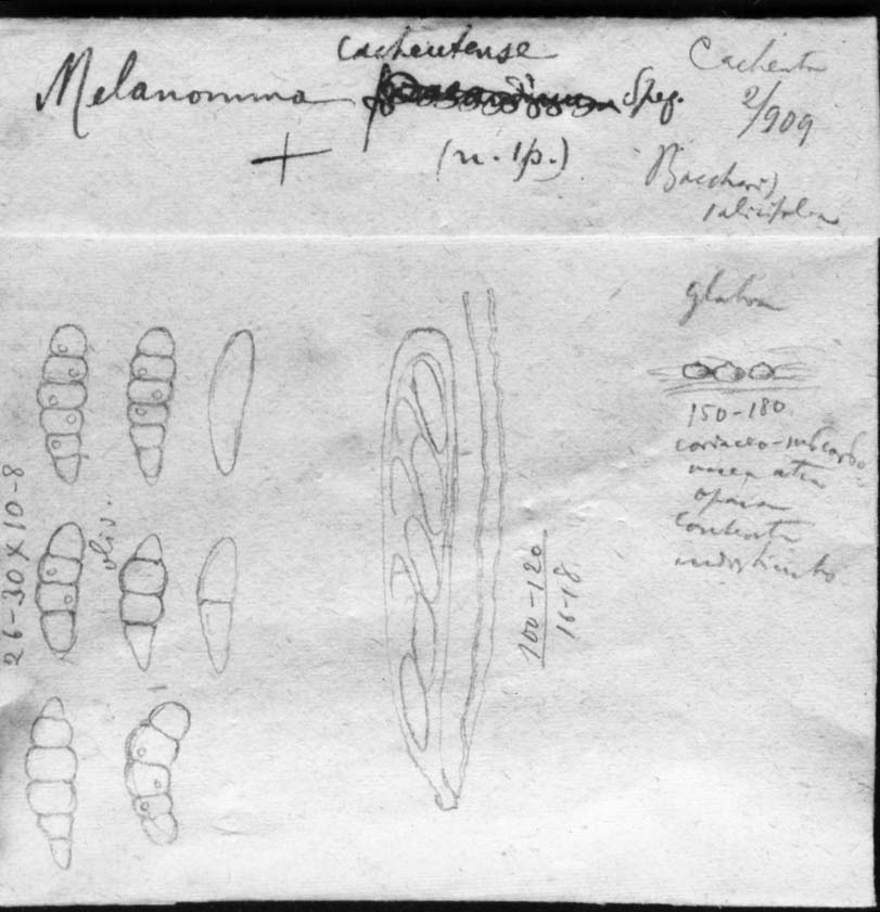 dibujo de Melanomma cacheutense Speg.