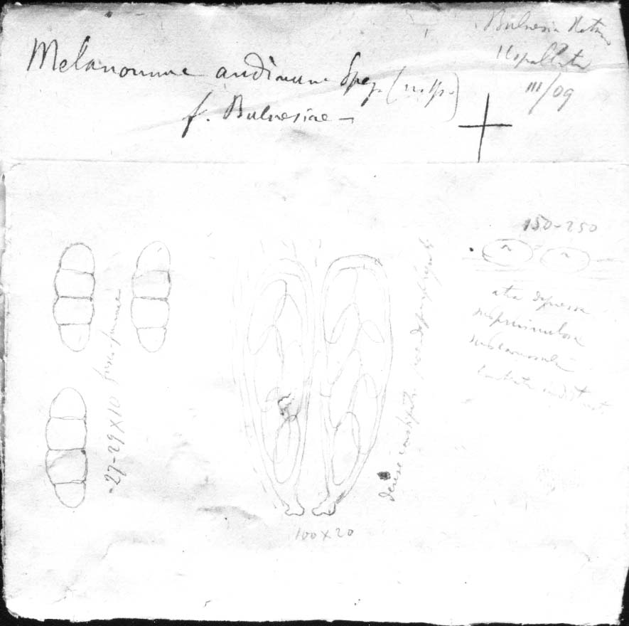 dibujo de Melanomma andinum Speg.