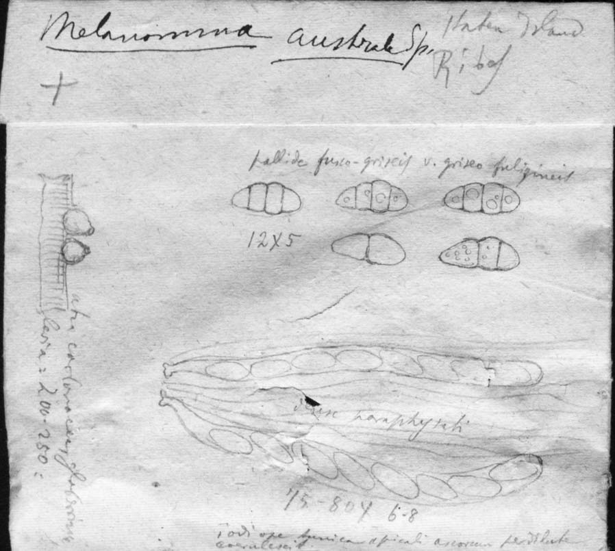 dibujo de Melanomma australe Speg.