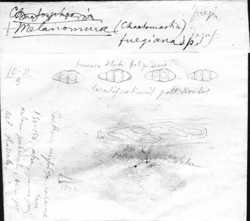 dibujo de Melanomma fuegianum Speg.
