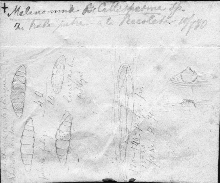dibujo de Melanomma callispermum Speg.