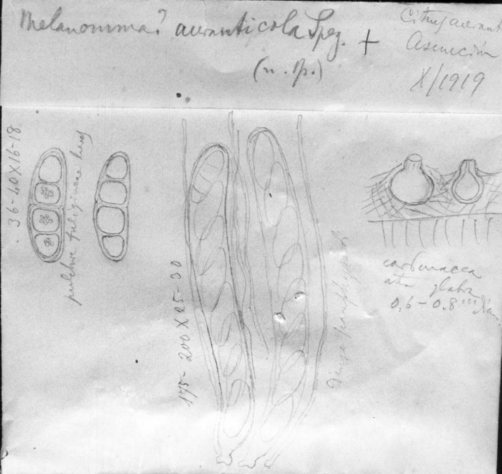 dibujo de Melanomma aurantiicola Speg.