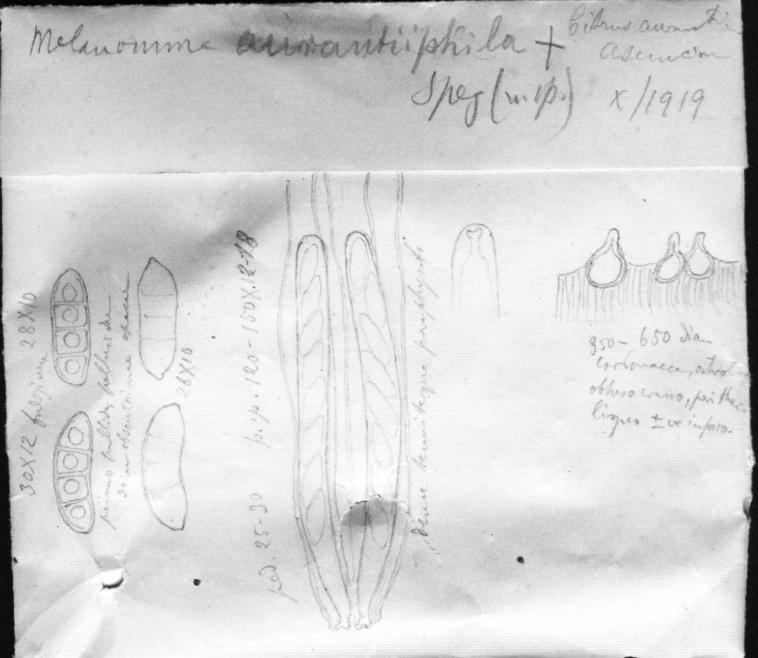 dibujo de Melanomma aurantiiphila Speg.