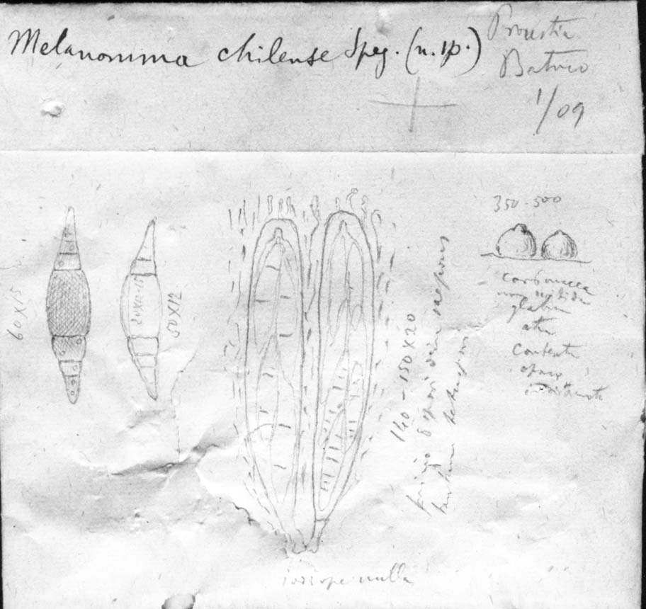 dibujo de Melanomma chilense Speg.