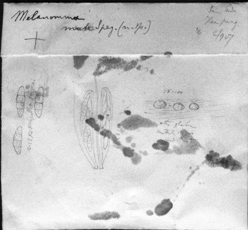 dibujo de Melanomma mate Speg.