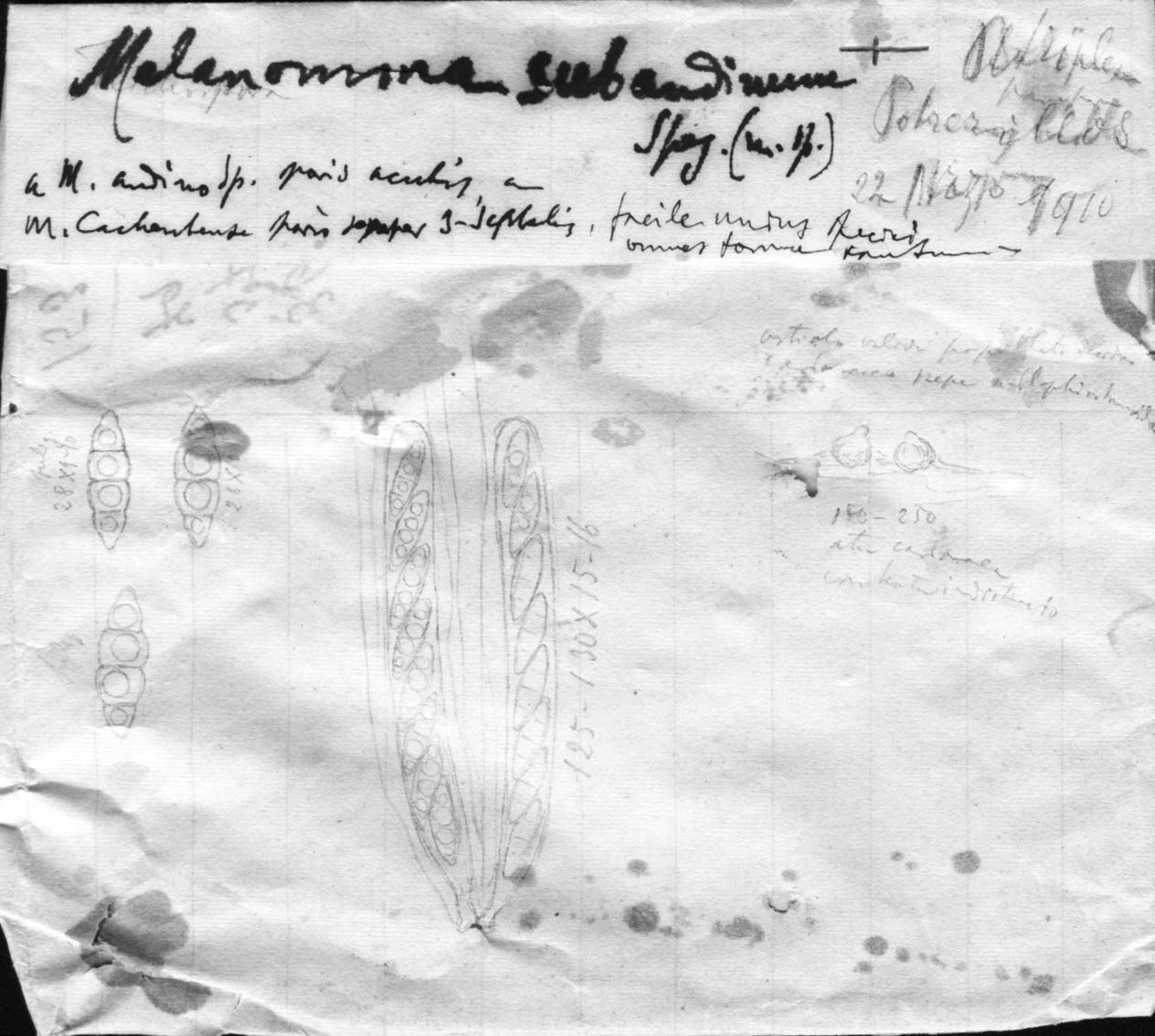 dibujo de Melanomma subandinum Speg.