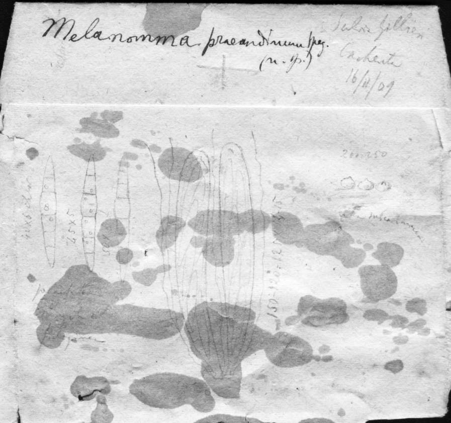 dibujo de Melanomma praeandinum Speg.