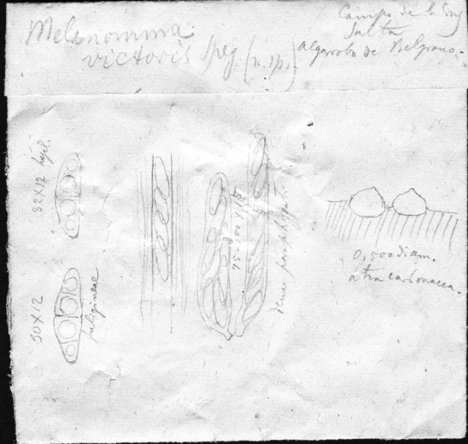 dibujo de Melanomma victoris Speg.