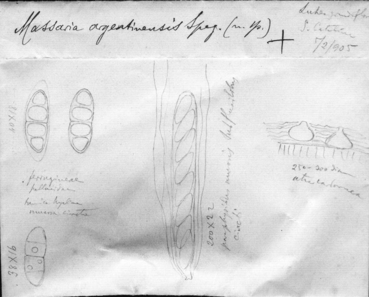 dibujo de Massaria argentinensis Speg.