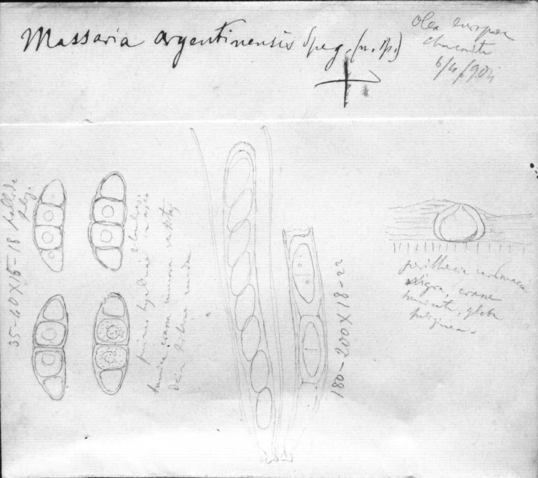 dibujo de Massaria argentinensis Speg.