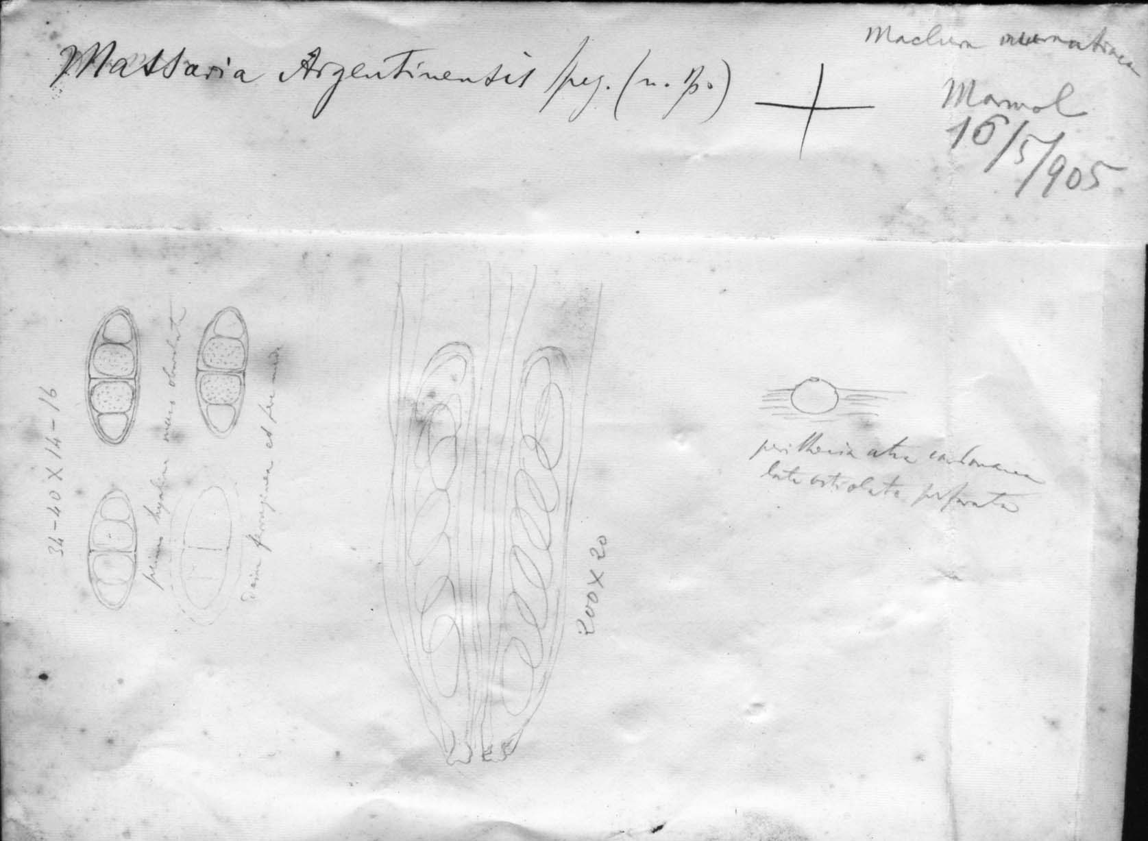 dibujo de Massaria argentinensis Speg.